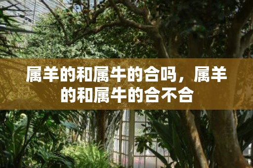 属羊的和属牛的合吗，属羊的和属牛的合不合