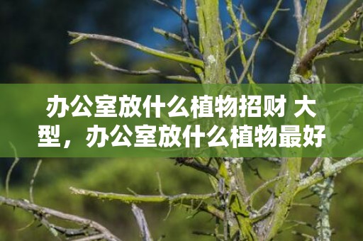 办公室放什么植物招财 大型，办公室放什么植物最好招财又好养