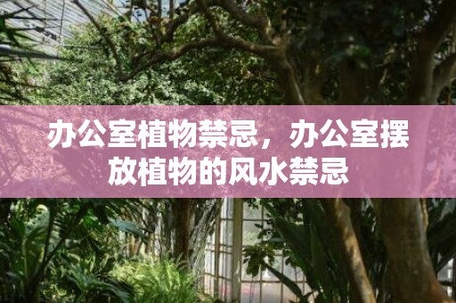 办公室植物禁忌，办公室摆放植物的风水禁忌