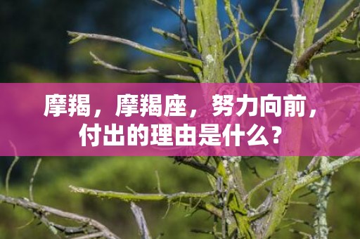 摩羯，摩羯座，努力向前，付出的理由是什么？
