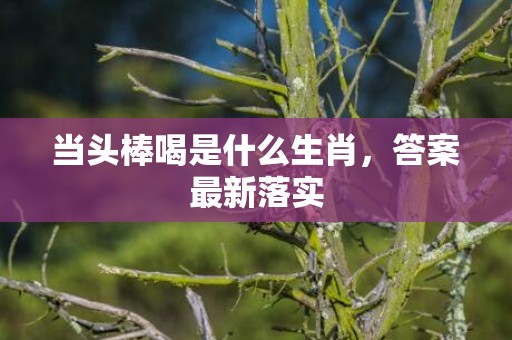 当头棒喝是什么生肖，答案最新落实
