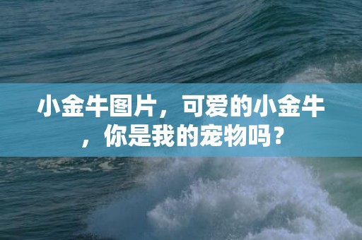 小金牛图片，可爱的小金牛，你是我的宠物吗？