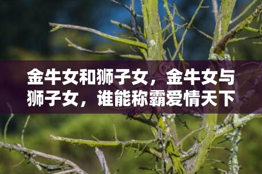 金牛女和狮子女，金牛女与狮子女，谁能称霸爱情天下？