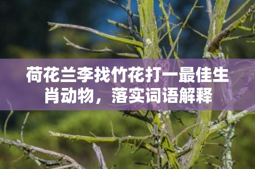 荷花兰李找竹花打一最佳生肖动物，落实词语解释
