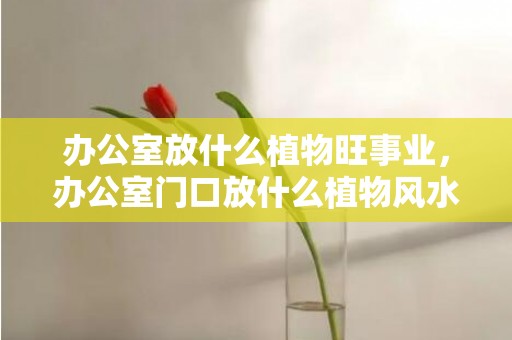 办公室放什么植物旺事业，办公室门口放什么植物风水好