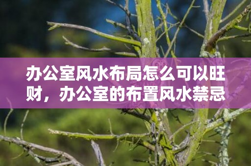 办公室风水布局怎么可以旺财，办公室的布置风水禁忌