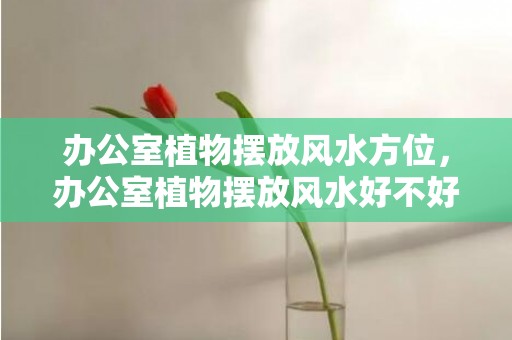 办公室植物摆放风水方位，办公室植物摆放风水好不好