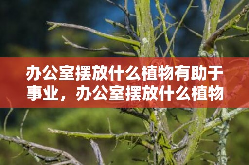 办公室摆放什么植物有助于事业，办公室摆放什么植物有助于事业
